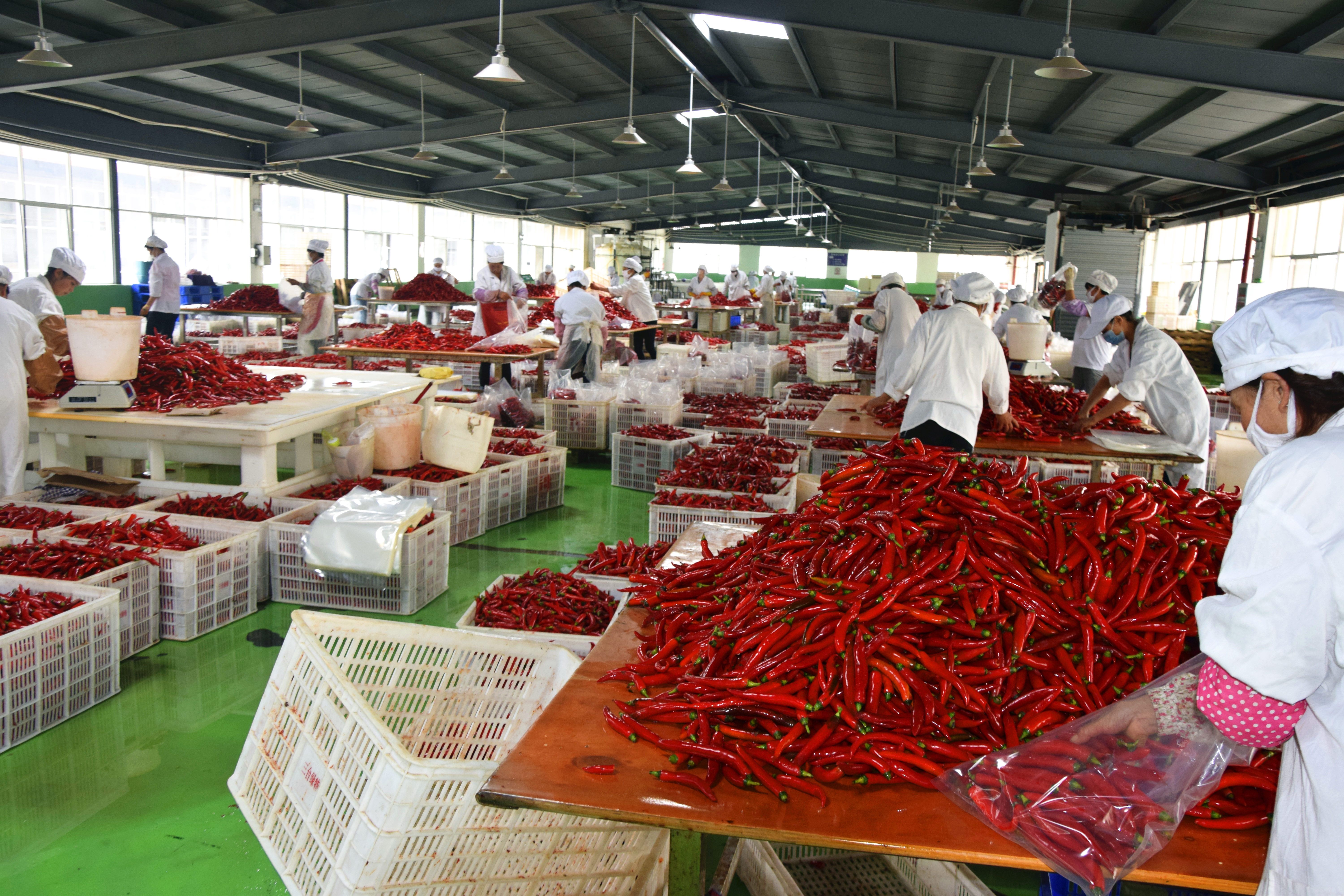 云南楚雄 “农金宝”精准滴灌 小辣椒映红产业振兴路